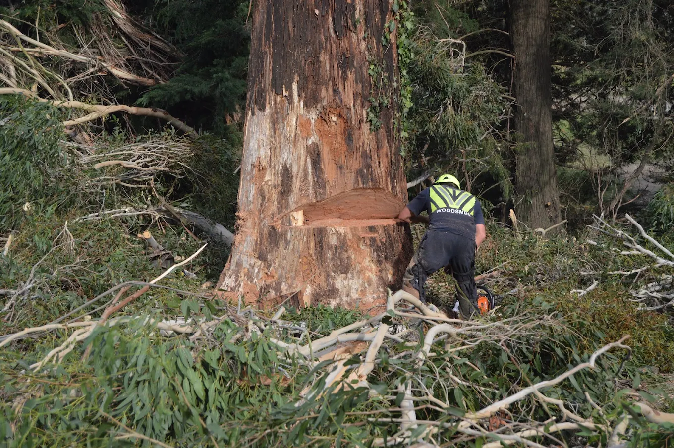 Makerikeri Silviculture field work