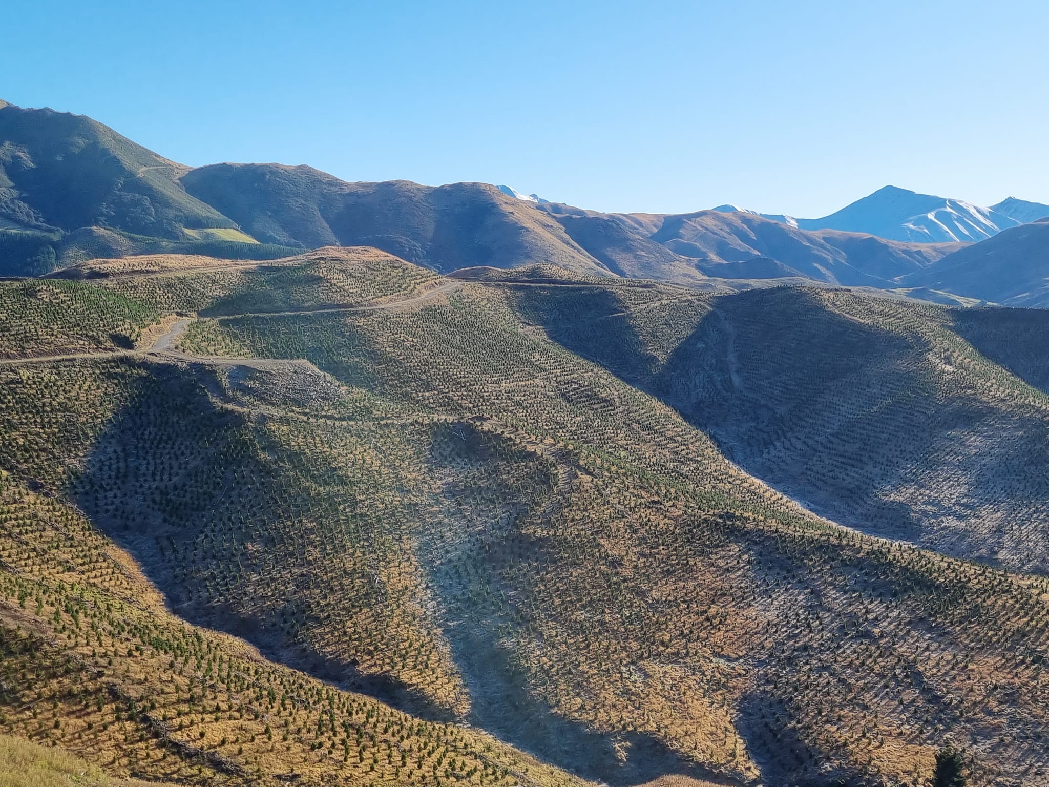 Exotic and native tree planting, Canterbury